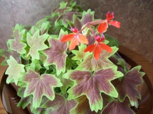 Identifying a Plant - geranium