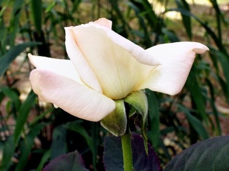 The Pristine Rose In Bud Form - pale pink rose