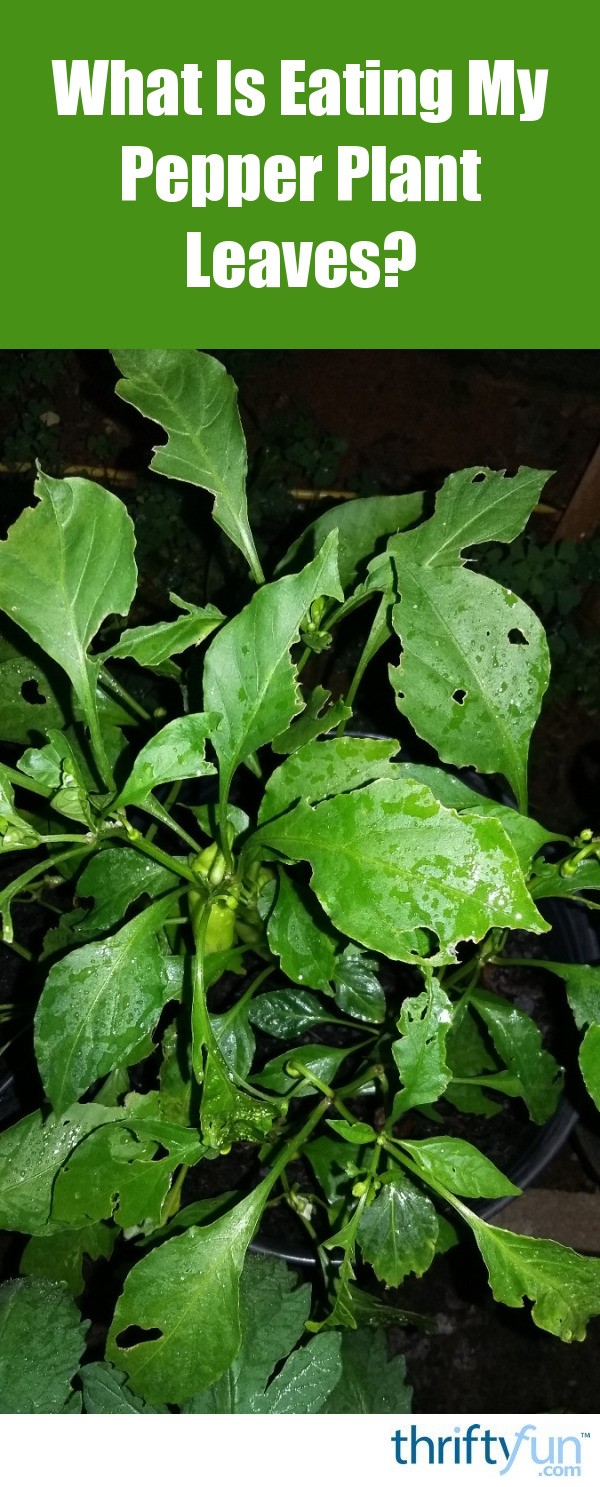 What Is Eating My Pepper Plant Leaves? ThriftyFun