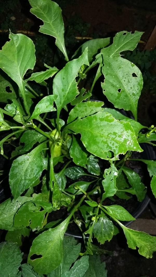 Something Is Eating My Pepper Plants | ThriftyFun