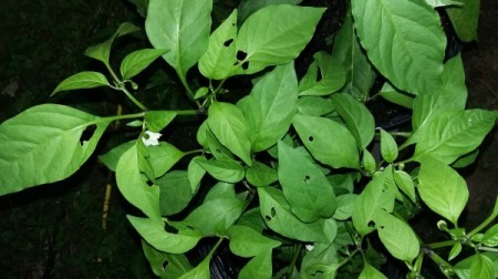 What Is Eating My Pepper Plant Leaves?