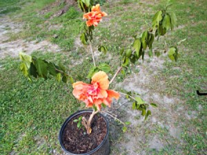 Keep Gardening Interesting hibiscus bloom