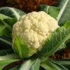 Photo of a head of cauliflower growing.
