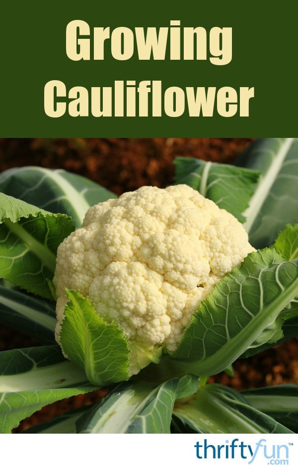 Growing Cauliflower | ThriftyFun