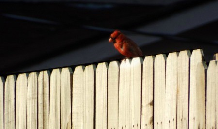 Cardinal or Night Owl? - cardinal on a fence