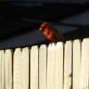 Cardinal or Night Owl? - cardinal on a fence