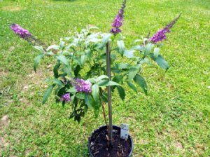 Buzz Buddleia As Standard potted dwarf butterfly bush