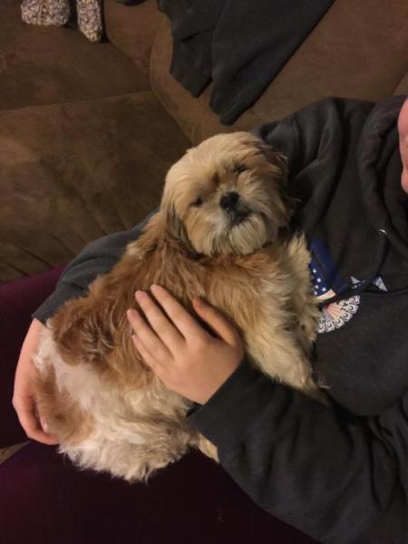 New Rescue Dog Not Pooping - dog in someone's lap