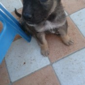 Is This Dog a Pure Bred German Shepherd?