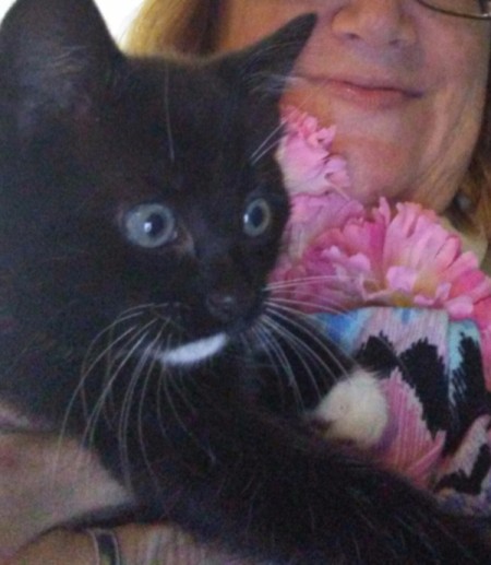 Use Flowers to Identify Gender of Foster Kittens - black female kitten with pink flowers