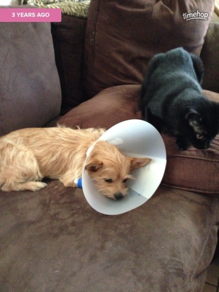 Sadie Mae Smith (Chihuahua and Yorkie Mix)