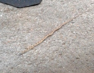 What Kind of Snake Is This?  - tan and brown snake in driveway