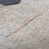 What Kind of Snake Is This?  - tan and brown snake in driveway