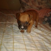 Is My Dog a Full Blooded Pit Bull? - brown puppy with dark muzzle