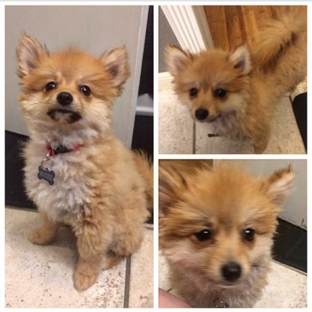 Pomeranian best sale shaved down