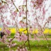 Weeping Cherry with blossoms.