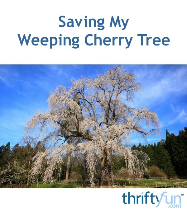 Saving My Weeping Cherry Tree ThriftyFun