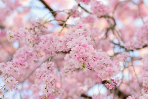 Weeping Cherry Tree