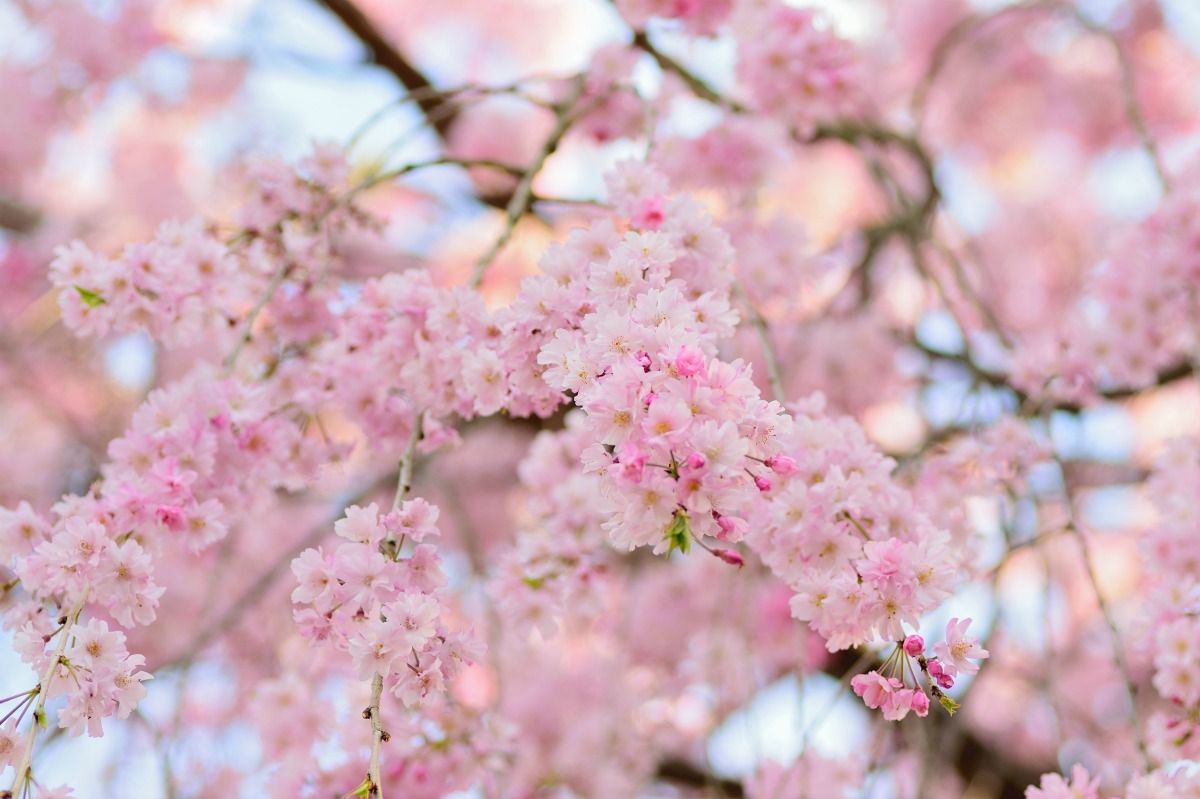 is cherry blossom poisonous to dogs