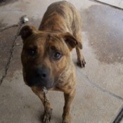 Is My Pit Bull Full Blooded? - brindle dog