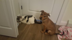 What Breed Is My Dog? - brown puppy sitting next to black and white cat