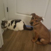 What Breed Is My Dog? - brown puppy sitting next to black and white cat