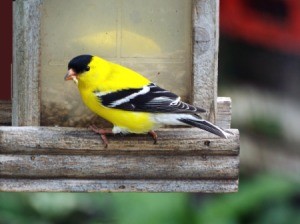 Goldfinch At Feeder - male finch