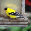 Goldfinch At Feeder - male finch