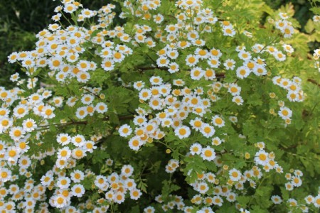 Feverfew - mass of flowers