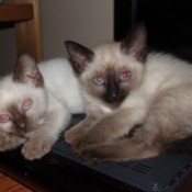 Kittens Do Not Like to Be Picked Up - two young Siamese kittens