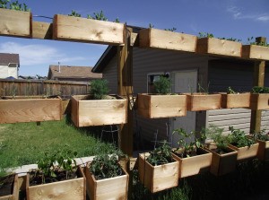 Organic Fence for Vertical Gardening