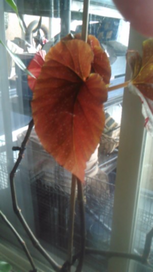 What Is This Houseplant? - orangish red leaf