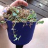Identifying a Houseplant - trailing plant in small blue pot