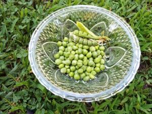 Growing Sugar Snap Peas - peas in a bowl