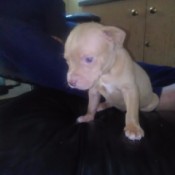 Is My Pit Bull a Pure Bred? - tan puppy