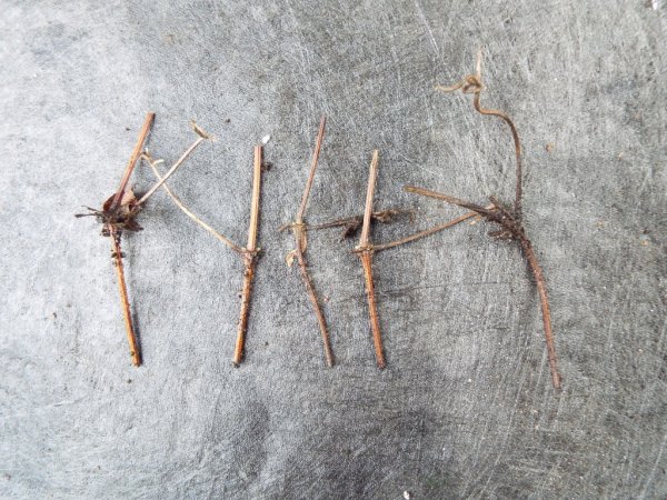 Finer Points On Rooting Clematis Cuttings