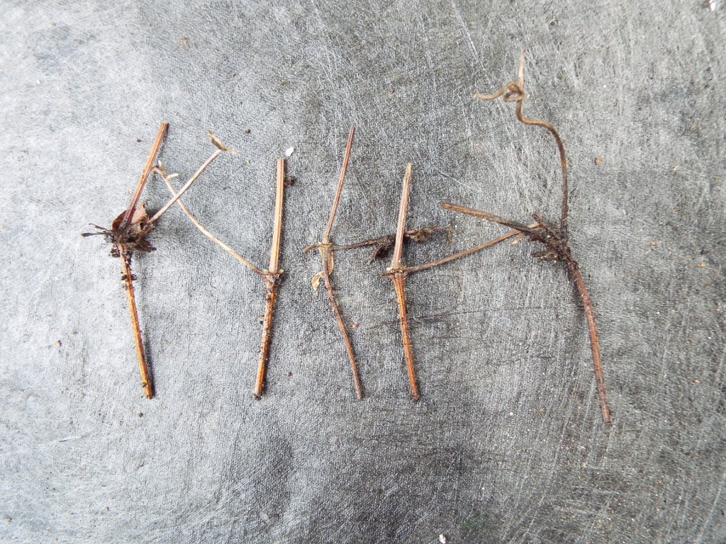 Growing Clematis From Cuttings | ThriftyFun