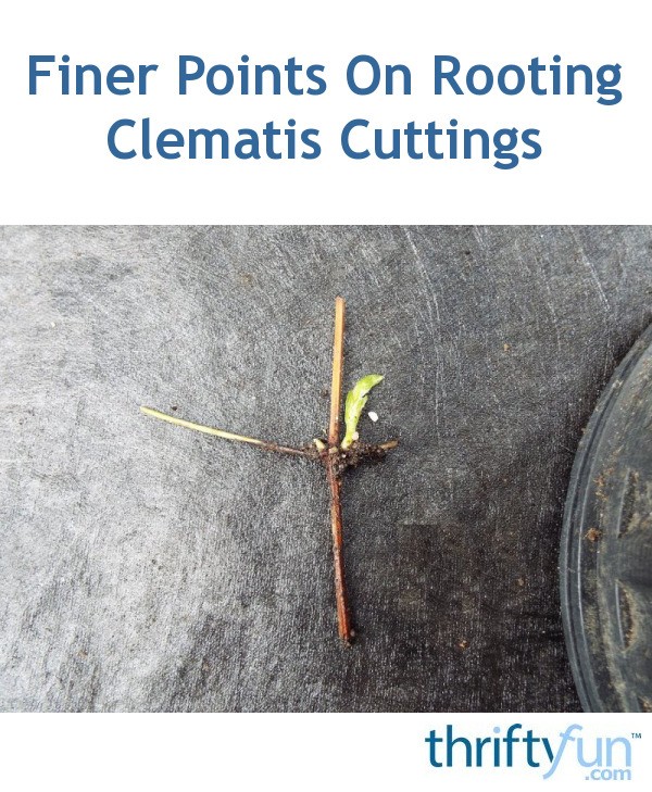 Finer Points On Rooting Clematis Cuttings ThriftyFun