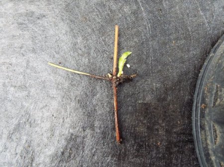 Finer Points On Rooting Clematis Cuttings