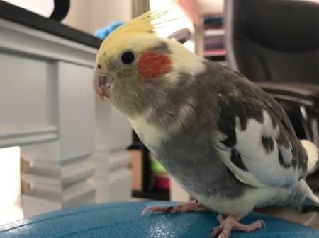 Little Feet (Cockatiel)