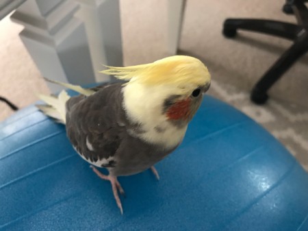 Little Feet (Cockatiel)