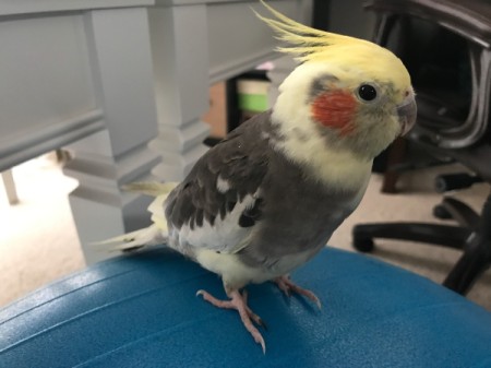 Little Feet (Cockatiel) - sitting on a blue ball