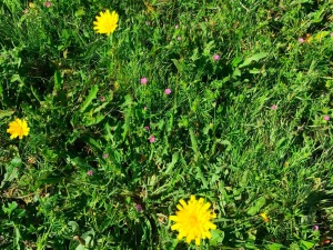 Flowering dandelions and other weeds in grass.