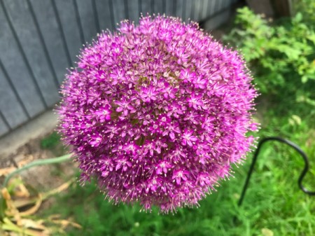 A purple giant allium in full bloom