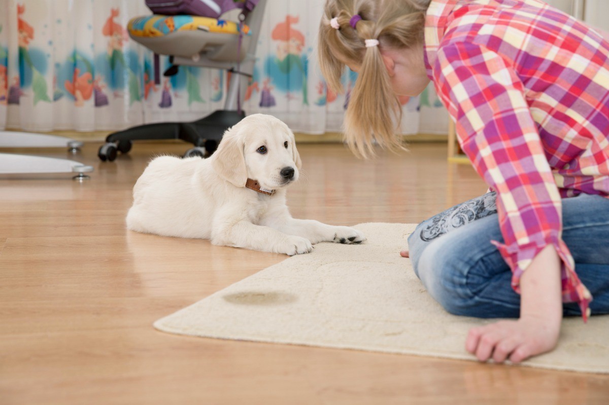 dog peeing in house after new cat