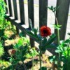 A geum plant in bloom, next to a picket fence.