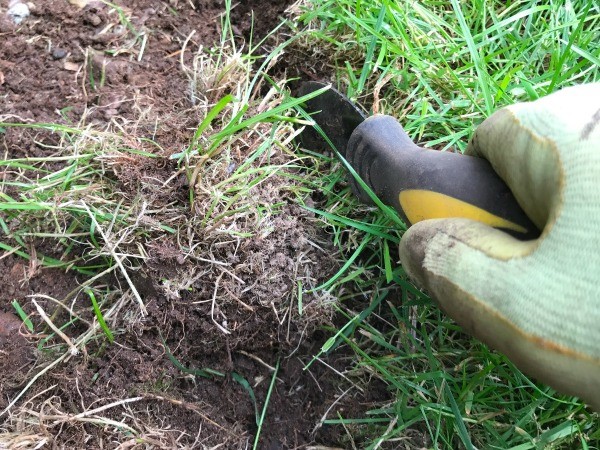 Using a Linoleum Knife to Edge Grass - defining edge of garden and removing invading grass