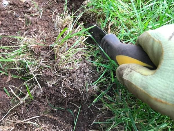 Using a Linoleum Knife to Edge Grass - defining edge of garden and removing invading grass