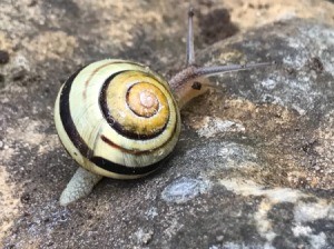 Garden Snail Friend - snail with dark band spiraling around shell