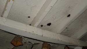 Cleaning Black Prickly Stuff on Wooden Porch - black spots on ceiling of wooden porch
